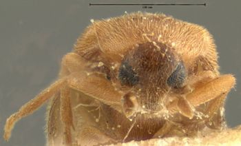 Media type: image;   Entomology 8374 Aspect: head frontal view